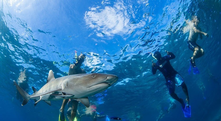 What To Do If You See A Shark While Snorkeling
